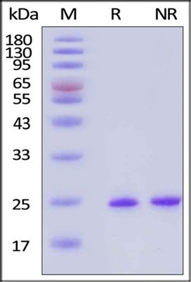 GMP-grade human FGF-8b protein