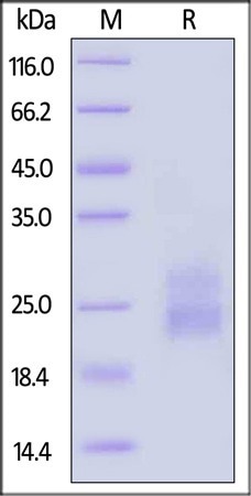 GMP-grade human Flt-3 ligand protein