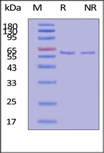 GMP-grade recombinant human fibronectin fragment