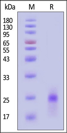 GMP-grade human IL-1 beta protein