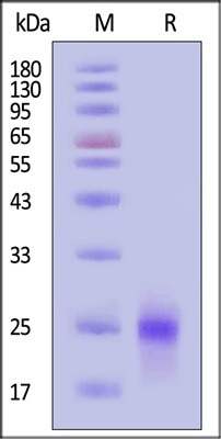 Seamless GMP VEGF165 protein