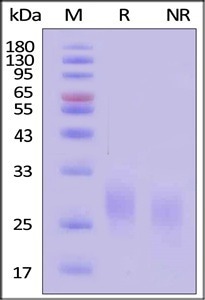 GMP GM-CSF Proteins