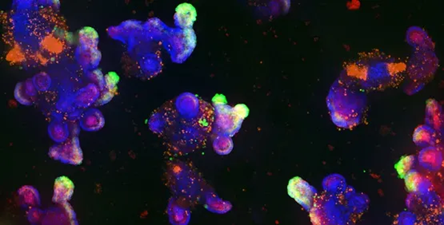 3D Organoid Expansion Service
