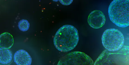 3D Organoid Expansion Service