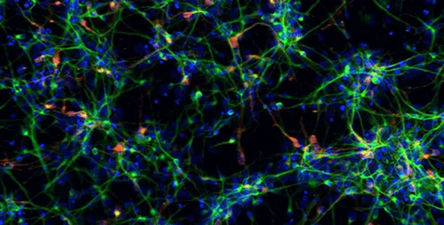 3D Organoid Expansion Service