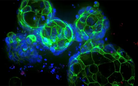 Highly reproducible 3D ready organoids