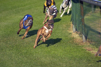 Greyhounds
