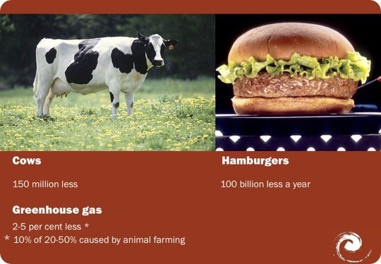 cows