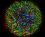 Forming 3D Neuronal Models of the Brain