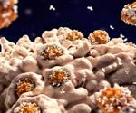Study explores adverse effects of SARS-CoV-2-induced antibody responses