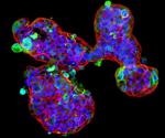 Using lab-grown stomachs to shed light on the symptoms of COVID-19