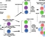 After SARS-CoV-2 booster dose memory B cells adapt to Omicron