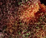 Engineered small extracellular vesicles for the neutralization of SARS-CoV-2