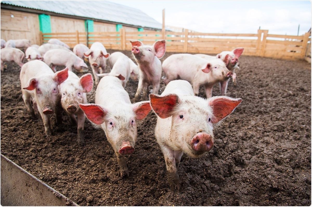 Study: Porcine Deltacoronaviruses: Origin, Evolution, Cross-Species Transmission and Zoonotic Potential. Image Credit: SGr / Shutterstock