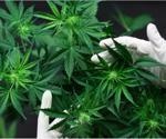 Cannabidiol may improve innate immune response against SARS-CoV-2
