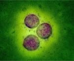 How does SARS-CoV-2 infection impact female fertility?