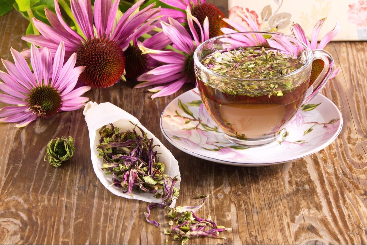 Study: Echinacea as a Potential Force against Coronavirus Infections? A Mini-Review of Randomized Controlled Trials in Adults and Children. Image Credit: Nataliia Kuznetcova/Shutterstock