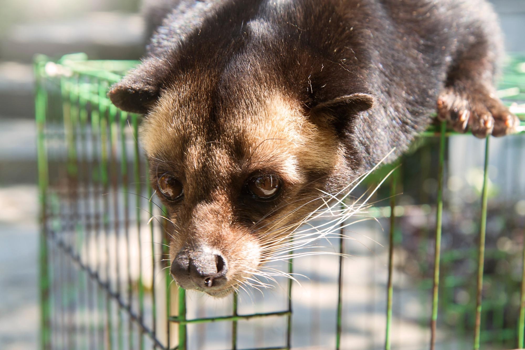 Paguma larvata. Image Credit: Ibenk_88 / Shutterstock