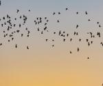 Foundational characterization of a new bat-borne ebolavirus and its potential as a human pathogen