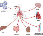 How have human organoids been used in research to study SARS-CoV-2?