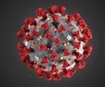 Novel SARS-CoV-2 strains found to have low impact on CD8 T lymphocytes