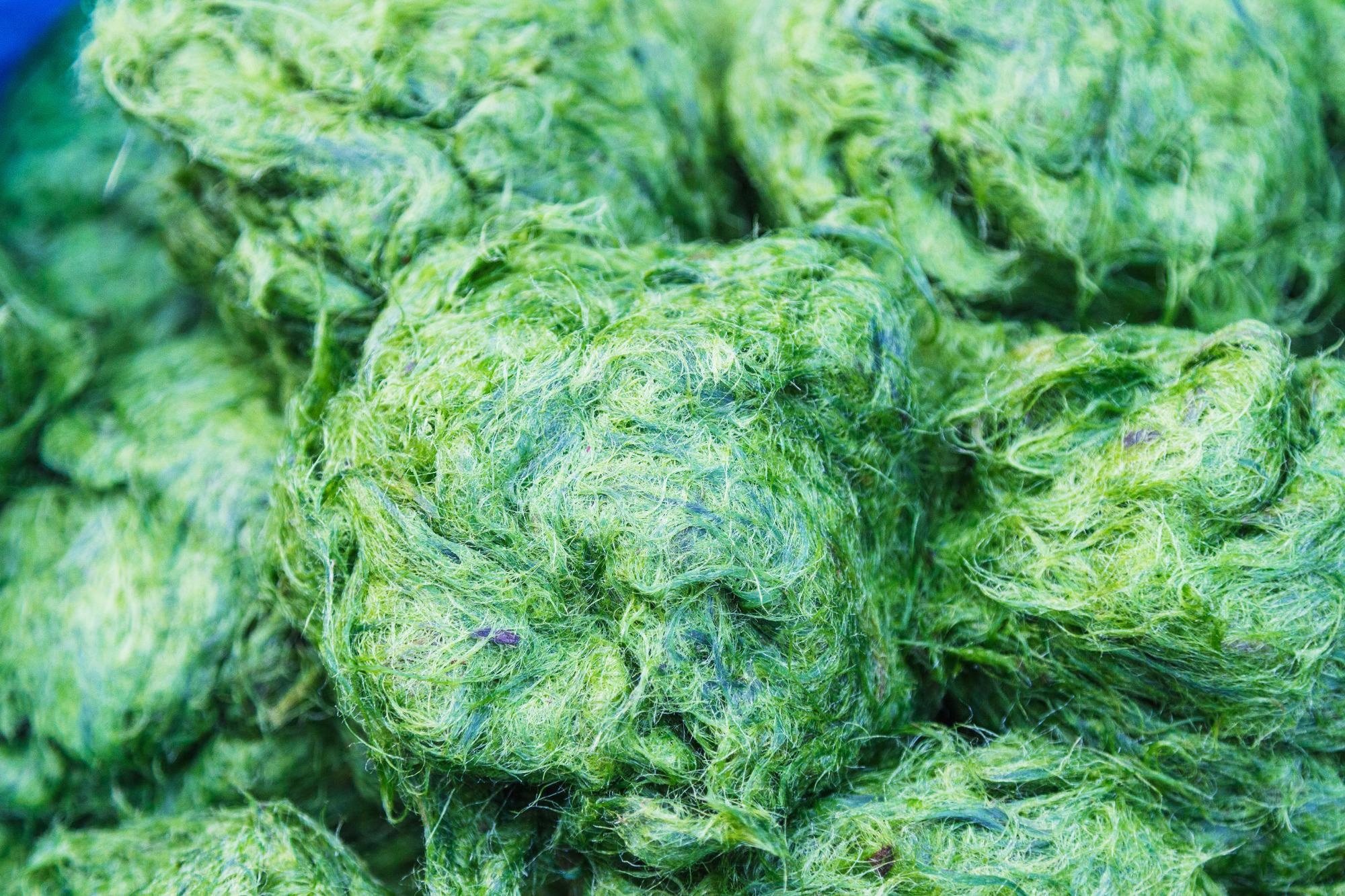 Study: Microalgal drugs: A promising therapeutic reserve for the future. Image Credit: Bigone / Shutterstock