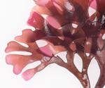 Marine resources could be promising drug candidates against SARS-CoV-2 Omicron