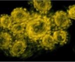 Recombinant protein vaccine stands up to SARS-CoV-2 variants