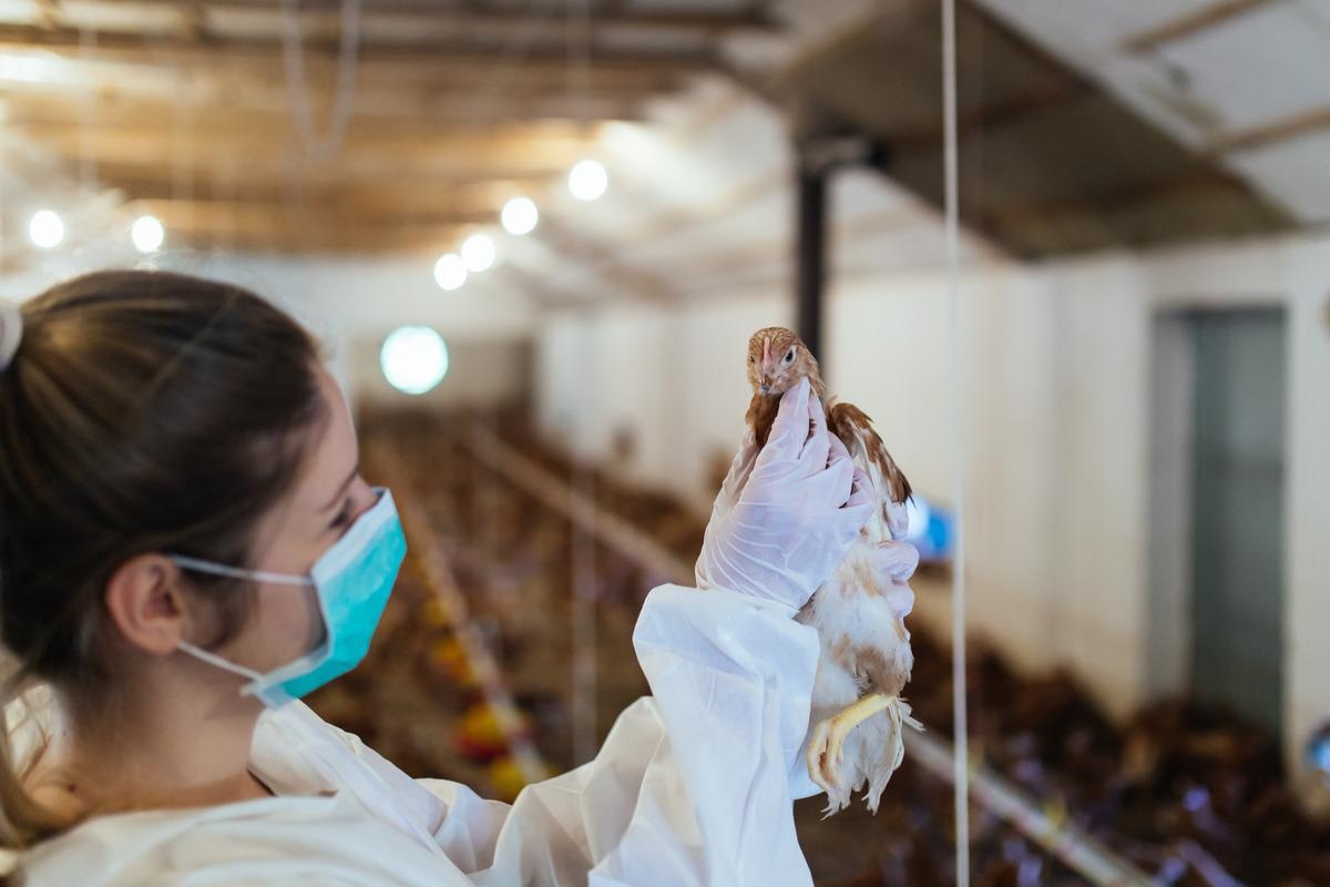 Study: Ecological divergence of wild birds drives avian influenza spillover and global spread. Image Credit: hedgehog94/Shutterstock
