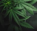 Review of cannabis use on reproductive health, pregnancy, and fetal outcomes