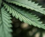The physiological relevance and effects of probable in vivo transformation of CBD to delta9-THC in humans
