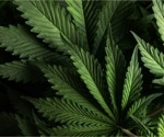 How common is pediatric cannabis use and what are the risks?