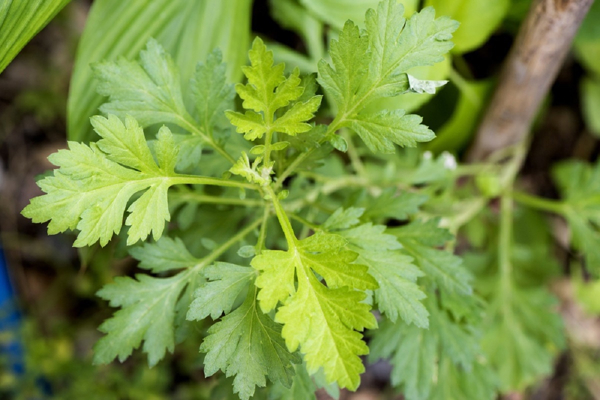 Study: SARS-CoV-2 omicron variants succumb in vitro to Artemisia annua hot water extracts. Image Credit: wasanajai/Shutterstock