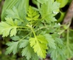 The effect of Artemisia annua hot water extracts against the SARS-CoV-2 Omicron variant