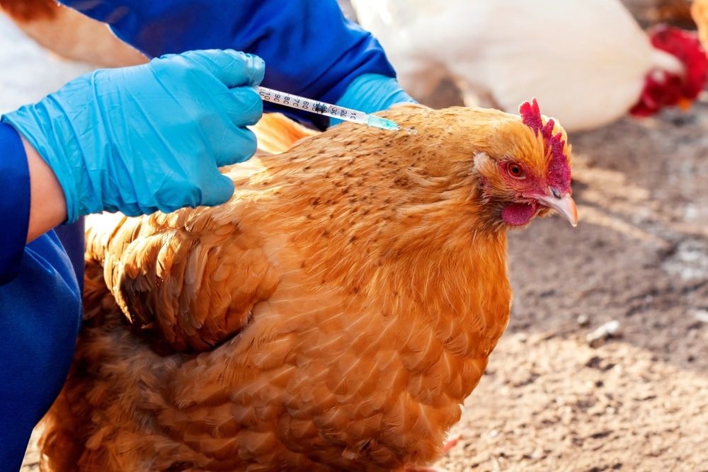 Study: Exposure to Avian Coronavirus Vaccines Is Associated with Increased Levels of SARS-Cov-2-Cross-Reactive Antibodies. Image Credit: greenOlli / Shutterstock.com