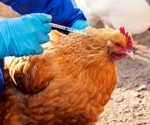 Cross-reactive SARS-CoV-2 antibodies after exposure to avian coronavirus vaccine