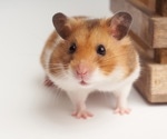 Single-dose therapeutic interfering particle lowers SARS-CoV-2 pathogenesis and shedding among hamsters