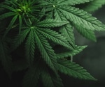 What is the impact of cannabis use in adolescence?