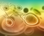 How does SARS-CoV-2 infection impact fertility in men?