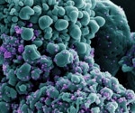 All SARS-CoV-2 variants neutralized by a potent new antibody