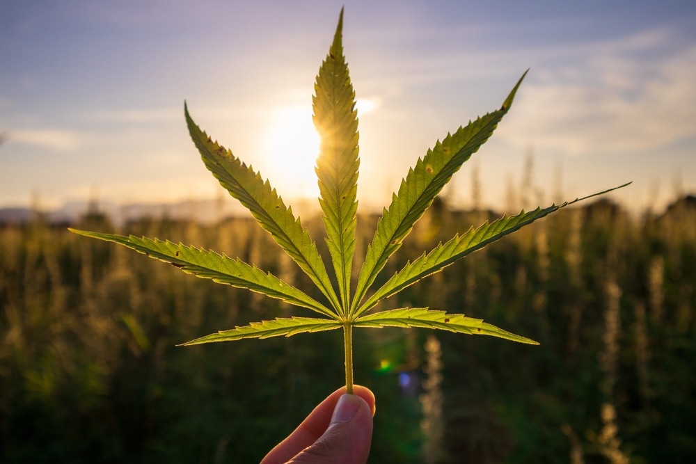Study: Posttraumatic Stress Disorder, Sleep and Medical Cannabis Treatment: A daily diary study. Image Credit: 24K-Production / Shutterstock.com