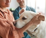 Using neuroimaging to investigate how petting dogs could help clinicians improve animal-assisted therapy