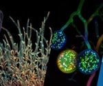 The Art of Science: EVIDENT Launches Expanded Global Image of the Year Contest