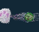 Overview of the roles of neutrophils in systemic autoimmune and autoinflammatory diseases