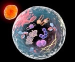 Swine acute diarrhea syndrome coronavirus promotes replication by inducing autophagy