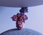 Vimentin is an important co-receptor for SARS-CoV-2 infection