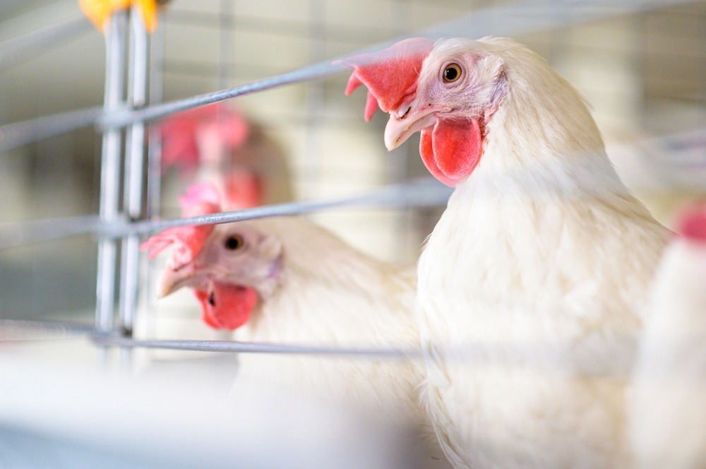 Study: Prevalence of the H5N8 influenza virus in birds: Systematic review with meta-analysis. Image Credit: Mark Agnor / Shutterstock.com