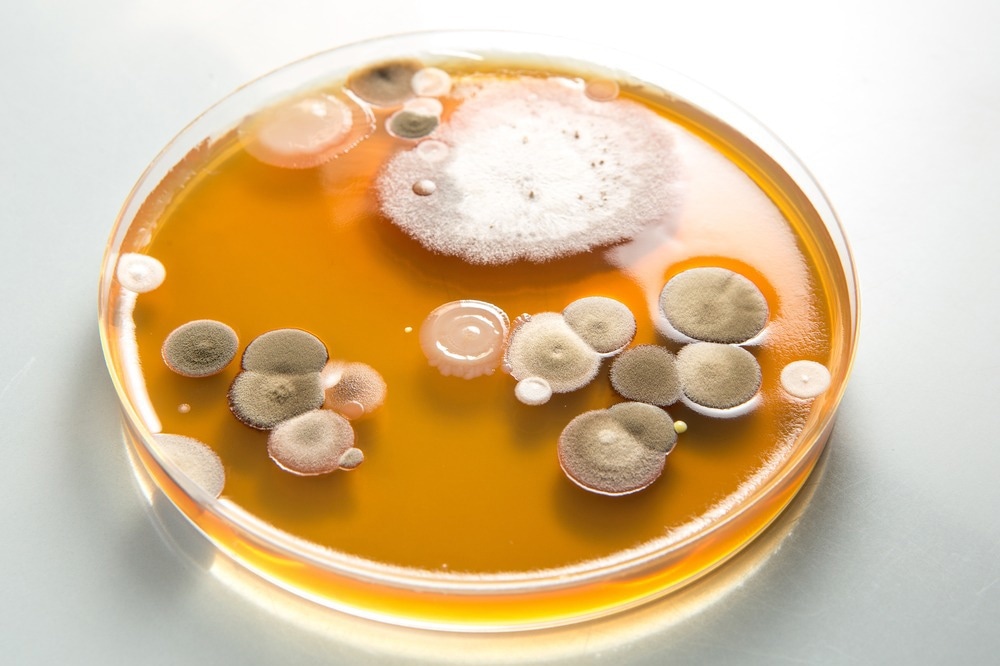 Study: The Geographic Distribution of Dimorphic Mycoses in the United States for the Modern Era. Image Credit: sruilk / Shutterstock.com
