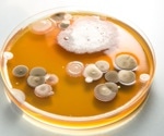 Increased distribution of fungal infections throughout the U.S.
