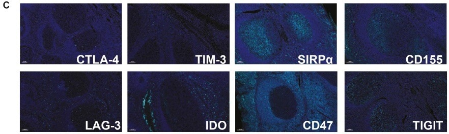 Achieving immune cell checkpoint profiling